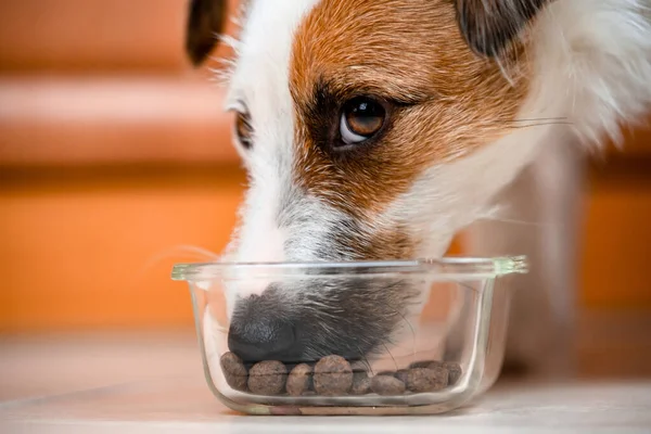 Cute small dog eat dog food, close up.Vitamin delicacy, healthy diet for dog, Jack Russell Terrier eat dry food
