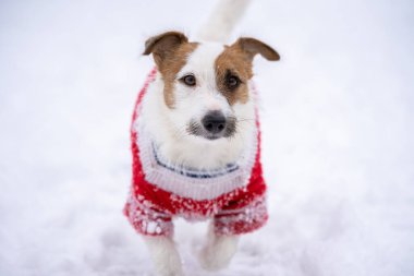 Jack Russell Terrier kışın kar altında yürürken kırmızı kazak giyer.