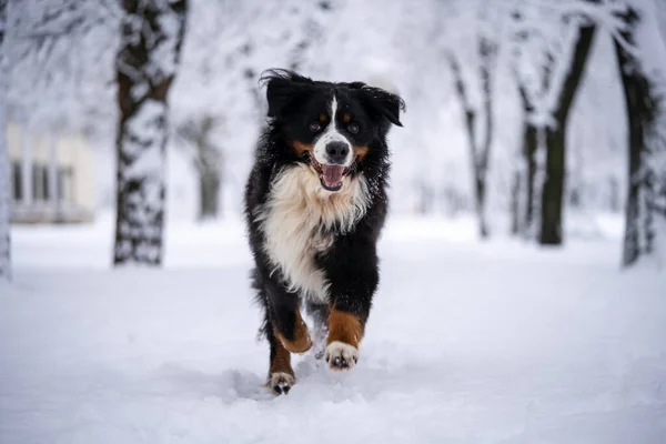 Бернский Горный Пес Покрытый Снегом Прогуливается Большой — стоковое фото