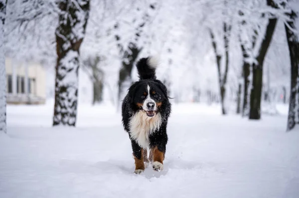 bernese mountain dog covered with snow walking through the big s