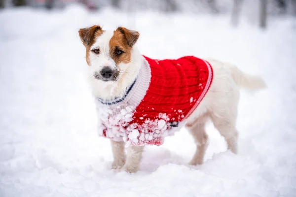 Jack Russell Terrier kışın kar altında yürürken kırmızı kazak giyer.