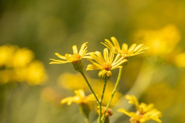 Sarı çiçekler çayırlarda, açık havada, makro fotoğraflarda açar. Seçici odak