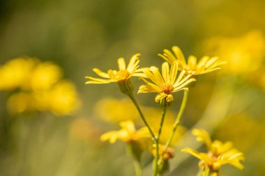 Sarı çiçekler çayırlarda, açık havada, makro fotoğraflarda açar. Seçici odak
