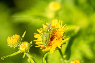 Çekirge yeşil bir yaprağın üzerinde dinleniyor. Arkaplanı bulanık ve kopyalama alanı var. Yaklaş. Makro fotoğraf