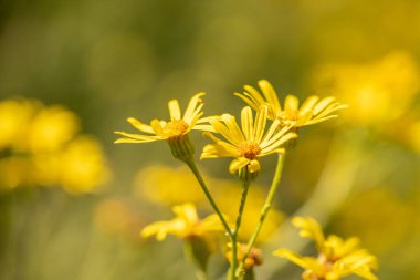 Sarı çiçekler çayırlarda, açık havada, makro fotoğraflarda açar. Seçici odak