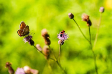 Kapalı kanatları olan bir kelebek. Yüksek kalite fotoğraf. Seçici odak