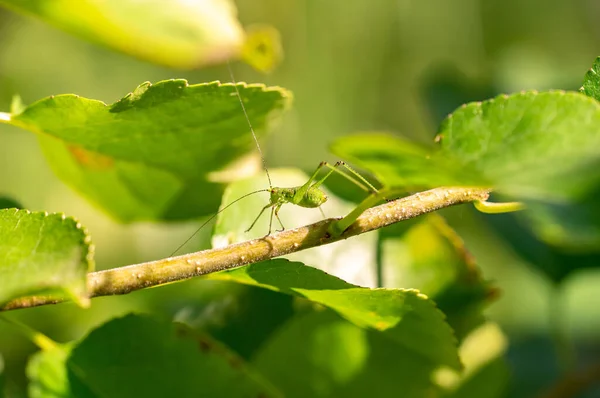 Grasshopper Rustend Een Groen Blad Met Wazige Achtergrond Kopieerruimte Close — Stockfoto