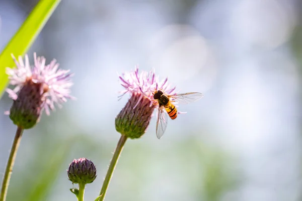 Bee and flower. Close up of a large striped bee collects honey on a yellow flower on a Sunny bright day. Macro horizontal photography. Summer and spring backgrounds