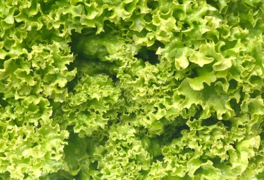 Yeşil marul salatası