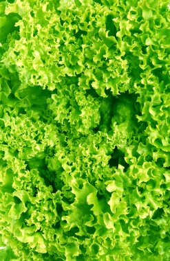 Yeşil marul salatası