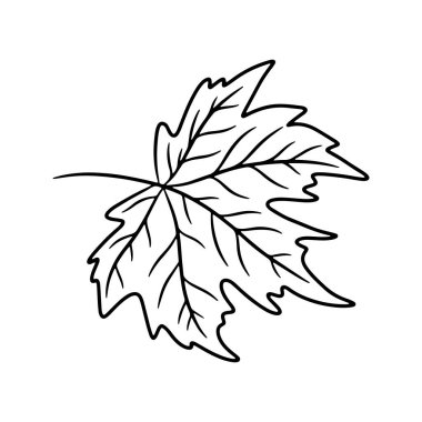 Akçaağaç yaprağı. Beyaz bir arkaplanda izole edilmiş, çizilmiş el çizimi vektör çizimi.