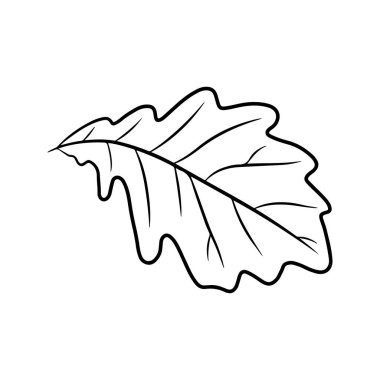 Meşe yaprağı. Beyaz bir arkaplanda izole edilmiş, çizilmiş el çizimi vektör çizimi.