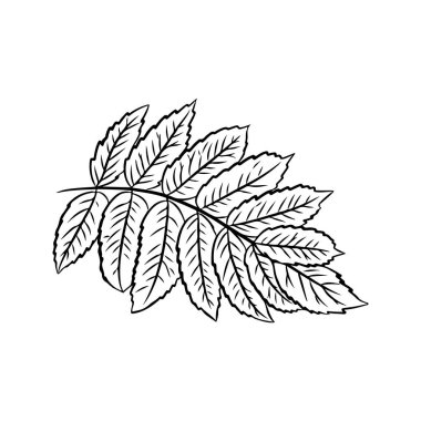 Rowan yaprağı. Beyaz bir arkaplanda izole edilmiş, çizilmiş el çizimi vektör çizimi.