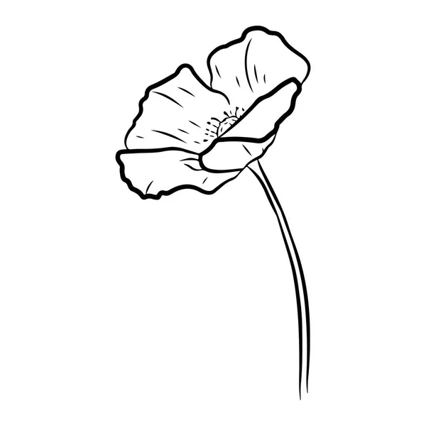 Poppy Bloem Handgetekende Vector Illustratie Lijn Kunst Stijl Geïsoleerd Een — Stockvector