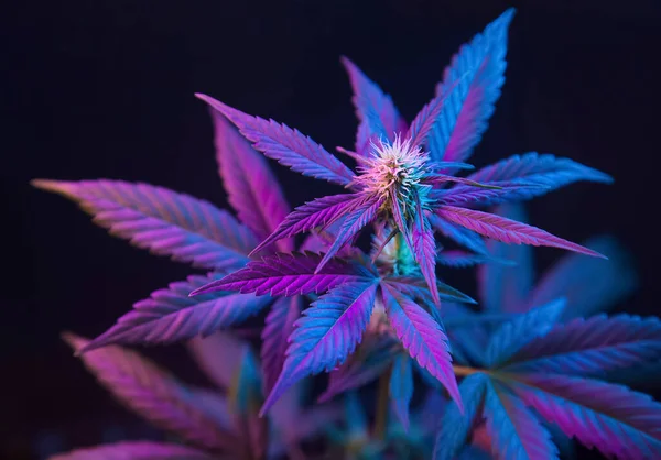 Kannabisz Lila Levelekkel Fekete Alapon Elszigetelve Virágzó Marihuána Növény Nagy — Stock Fotó