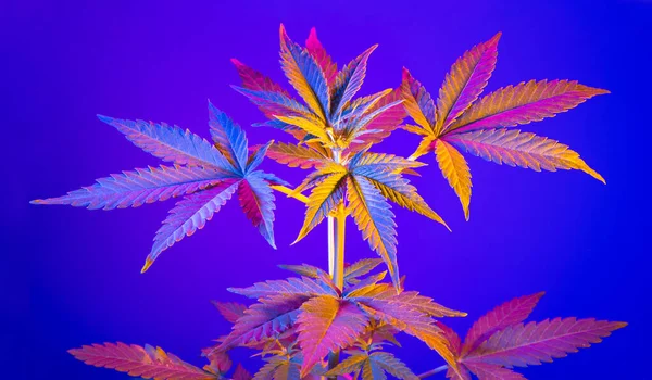 Cannabis Colorida Sai Fundo Azul Banner Com Planta Maconha Exótica — Fotografia de Stock