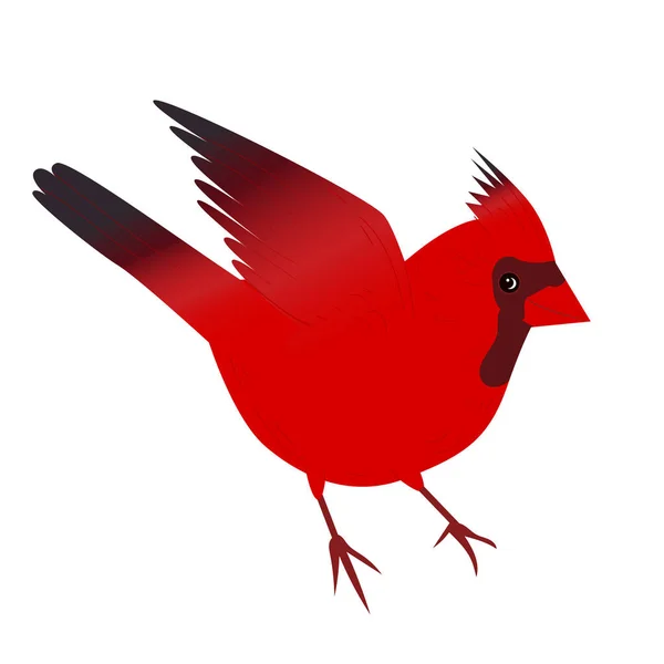 Red Cardinal Bird Vector Illustration Christmas Red Cardinal Bird Isolated — Stock Vector