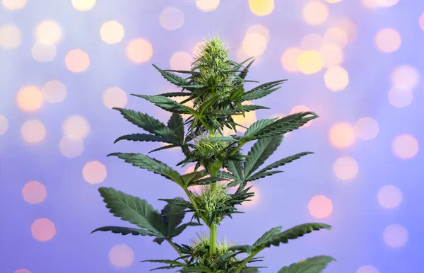Karácsonyi Cannabis Növény Sárga Koszorúslámpák Háttérben Nyaralás Marihuána Bokor Ragyogó — Stock Fotó