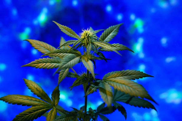 Roślina Konopi Noworocznych Otoczona Świecącymi Światłami Zima Świecąca Marihuana Koncepcja — Zdjęcie stockowe