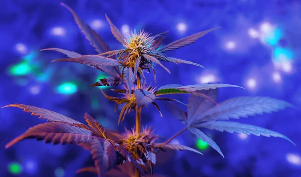 Ano Novo Planta Cannabis Roxa Fundo Brilhante Conceito Férias Inverno — Fotografia de Stock