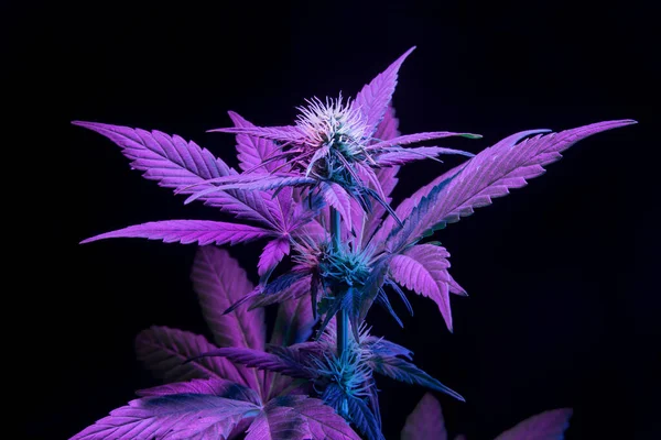 Lila Orvosi Kannabisznövény Fekete Háttérrel Esztétikai Modern Élénk Megjelenés Marihuána — Stock Fotó