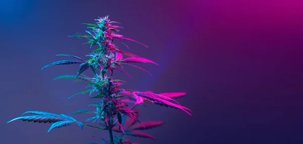 Bela Bandeira Longa Fundo Cannabis Marijuana Medicinal Roxa Nova Moda — Fotografia de Stock