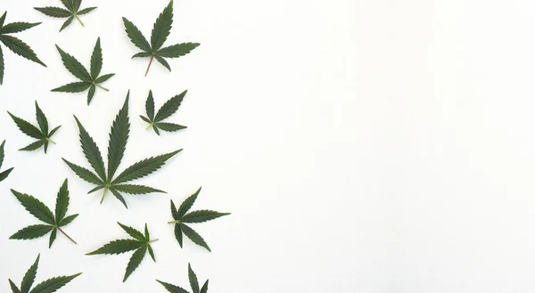 Cannabis Verde Sai Num Fundo Têxtil Branco Folhas Maconha Dispostas — Fotografia de Stock
