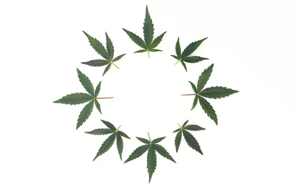 Rond Frame Van Cannabisbladeren Geïsoleerd Witte Achtergrond Marihuana Bladeren Gerangschikt — Stockfoto