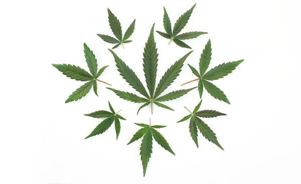 Foglia Marijuana Circondata Piccole Foglie Cannabis Foglie Marijuana Disposti Cerchio — Foto Stock