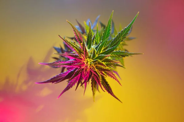 Vista Superior Cannabis Maconha Colorida Moderna Fundo Amarelo Planta Cannabis — Fotografia de Stock