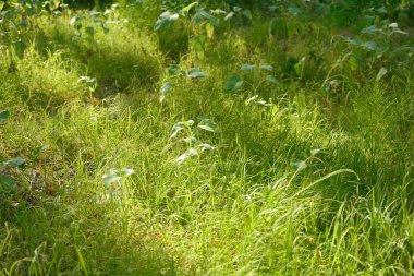 Ormanda yeşil çimenler. Açık alanda güneş ışığı. Sığ alan derinliği, seçici odak.