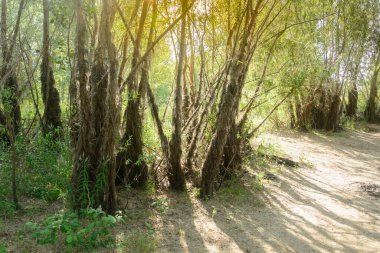 Güneşli bir ormanda yol. Yaz havası.