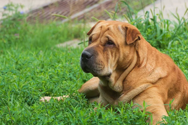 Shar Pei köpeğinin portresi. Hayvan yeşil çimlerde dinleniyor..