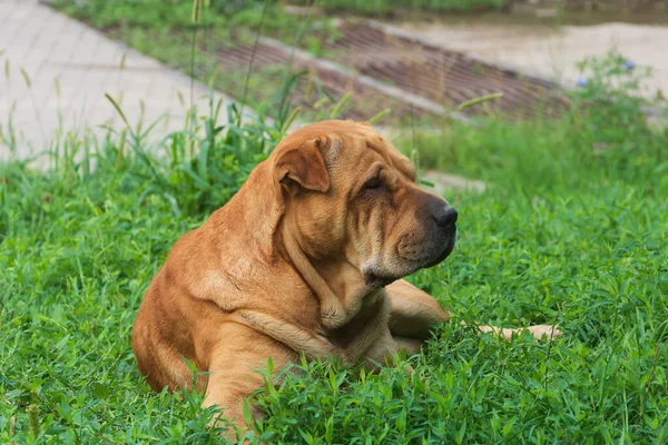 Shar Pei Cão Esfregar Vista Lateral Animal Estimação Está Gramado — Fotografia de Stock