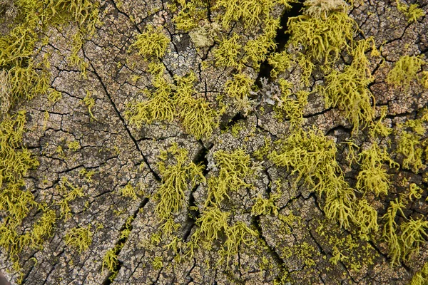 Texture Natural Wood Cracks Moss — Stock Photo, Image