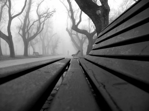 霧の公園散歩 — ストック写真