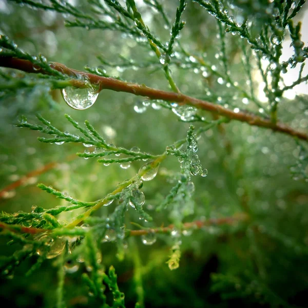 Gocce di rugiada sulle foglie di cipresso di montagna (Austrocedrus chilensi — Foto Stock