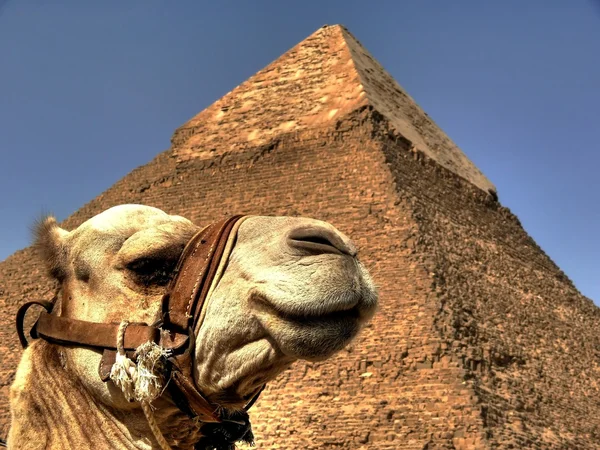 Wielbłąda i Piramida — Zdjęcie stockowe