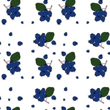 Amelanchier, lamarckii, Juneberry, Serviceberry veya Shadbush olarak da bilinir. Irga. Böğürtlenler yakın plan. Koyu mavi böğürtlen Kusursuz desen