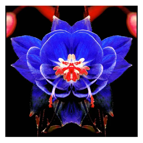 Güzel bir peri çiçeği. Olağanüstü bir çiçek. Benzersiz bir soyut çizim. Güzel bir görüntü tasarım projelerini ve fikirleri süsleyecek.