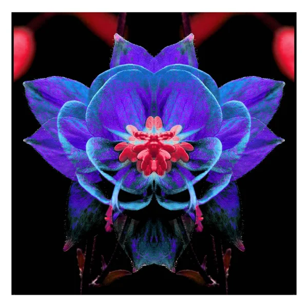 Güzel bir peri çiçeği. Olağanüstü bir çiçek. Benzersiz bir soyut çizim. Güzel bir görüntü tasarım projelerini ve fikirleri süsleyecek.