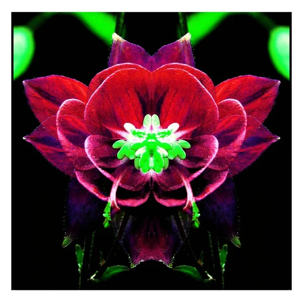 Güzel bir peri çiçeği. Olağanüstü bir çiçek. Benzersiz bir soyut çizim. Güzel bir görüntü tasarım projelerini ve fikirleri süsleyecek.