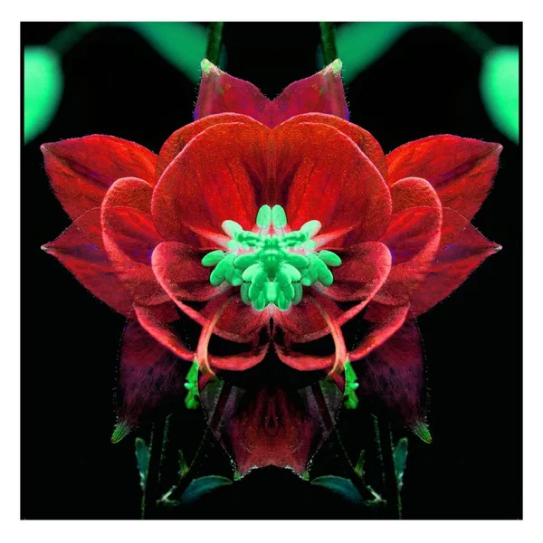 Güzel bir peri çiçeği. Olağanüstü bir çiçek. Benzersiz bir soyut çizim. Güzel bir görüntü tasarım projelerini ve fikirleri süsleyecek.