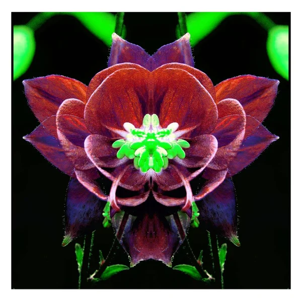 Güzel bir peri çiçeği. Olağanüstü bir çiçek. Benzersiz bir soyut çizim. Güzel bir görüntü tasarım projelerini ve fikirleri süsleyecek.