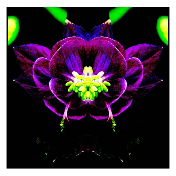 Güzel bir peri çiçeği. Olağanüstü bir çiçek. Benzersiz bir soyut çizim. Güzel bir görüntü tasarım projelerini ve fikirleri süsleyecek.