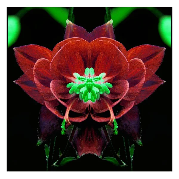 Güzel bir peri çiçeği. Olağanüstü bir çiçek. Benzersiz bir soyut çizim. Güzel bir görüntü tasarım projelerini ve fikirleri süsleyecek.