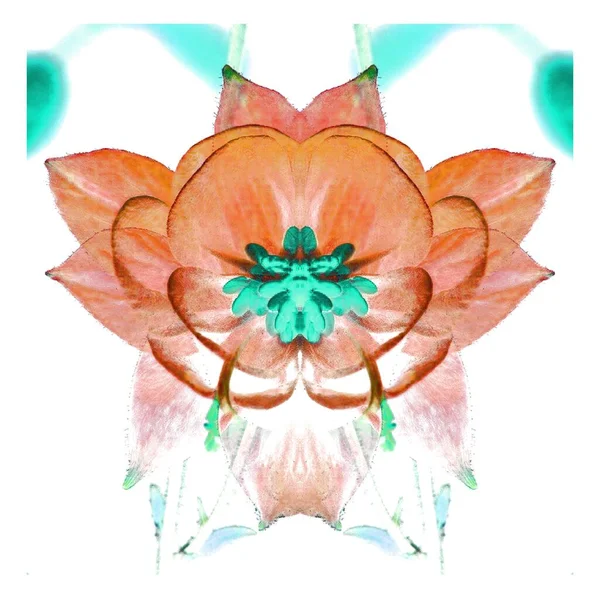 Güzel bir peri çiçeği. Olağanüstü bir çiçek. Benzersiz bir soyut çizim. Güzel bir görüntü tasarım projelerini ve fikirleri süsleyecek.