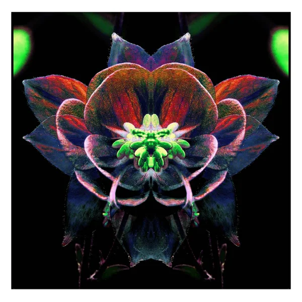 Güzel bir peri çiçeği. Olağanüstü bir çiçek. Benzersiz bir soyut çizim. Güzel bir görüntü tasarım projelerini ve fikirleri süsleyecek.