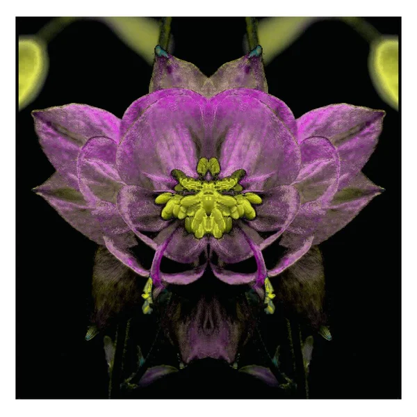 Güzel bir peri çiçeği. Olağanüstü bir çiçek. Benzersiz bir soyut çizim. Güzel bir görüntü tasarım projelerini ve fikirleri süsleyecek.