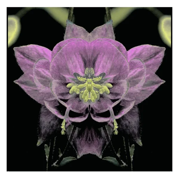 Güzel bir peri çiçeği. Olağanüstü bir çiçek. Benzersiz bir soyut çizim. Güzel bir görüntü tasarım projelerini ve fikirleri süsleyecek.